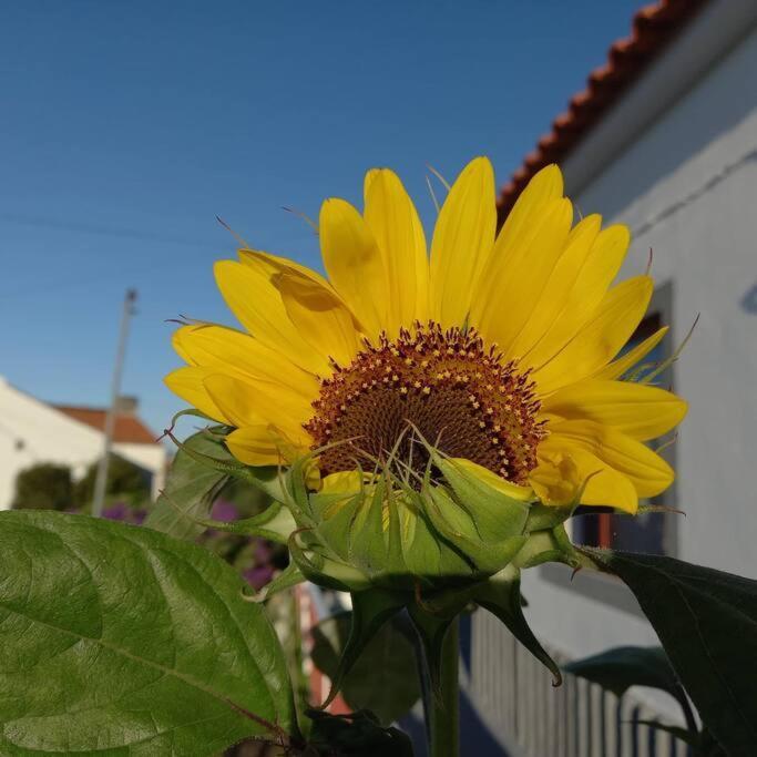 Sunflower Guest House - Madalena - Pico Sao Caetano  Exteriér fotografie